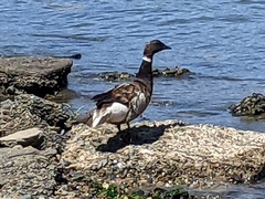 Branta bernicla