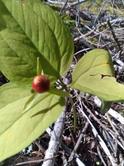 Trillium undulatum