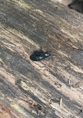 Tenebrionoidea