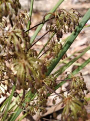 Lomandra multiflora