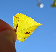 Stigmella salicis