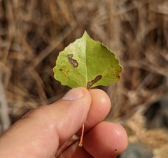 Stigmella salicis