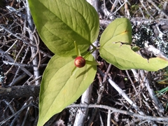 Trillium undulatum