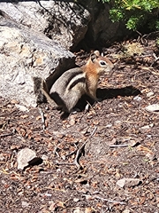 Callospermophilus lateralis