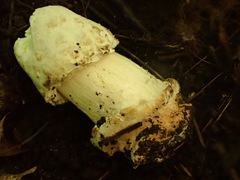 Hypomyces hyalinus