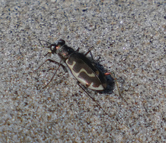 Cicindela hirticollis