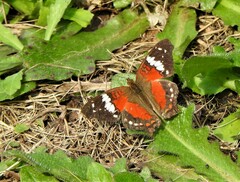 Anartia amathea