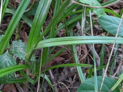 Carex grayi