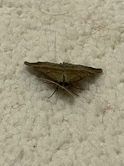 Hypena proboscidalis