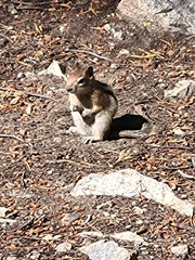 Callospermophilus lateralis