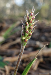 Plantago gaudichaudii