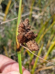 Bolboschoenus maritimus paludosus