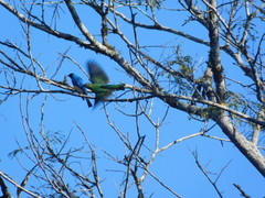 Tersina viridis