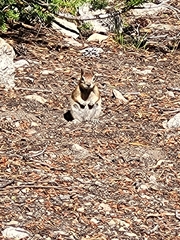 Callospermophilus lateralis