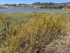 Bolboschoenus maritimus paludosus