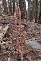 Pterospora andromedea