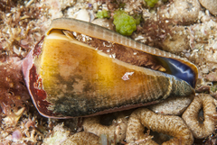 Conus flavidus