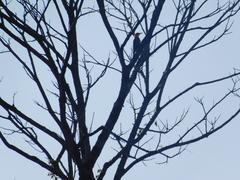 Melanerpes flavifrons