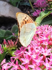 Argynnis pandora