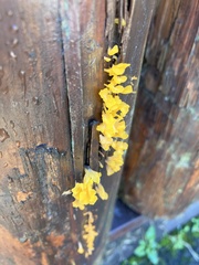 Dacrymyces spathularia