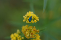 Lebia