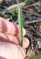 Plantago gaudichaudii
