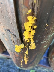 Dacrymyces spathularia