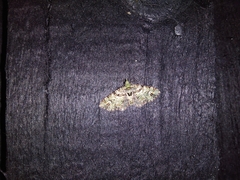 Pasiphila bilineolata