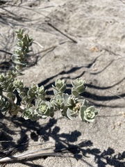 Atriplex leucophylla
