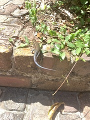 Plestiodon inexpectatus