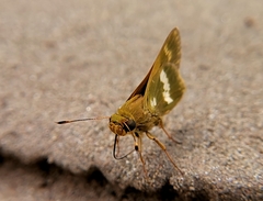 Metron zimra