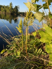 Sceptridium multifidum