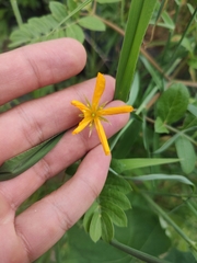 Kallstroemia peninsularis