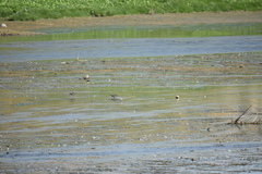 Calidris melanotos