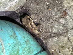 Bufo bankorensis