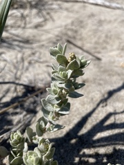 Atriplex leucophylla