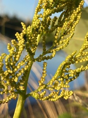 Sceptridium multifidum