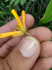 Kallstroemia peninsularis