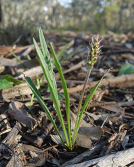 Plantago gaudichaudii