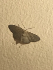 Idaea