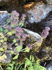 Clinopodium chinense