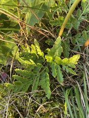 Sceptridium multifidum