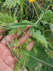 Kallstroemia peninsularis