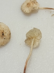 Cystolepiota