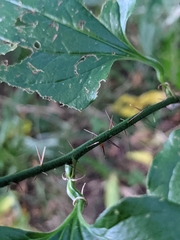 Smilax tamnoides