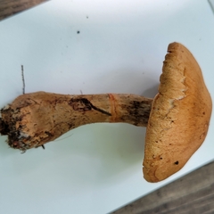 Cortinarius armillatus
