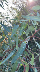 Eucalyptus camaldulensis