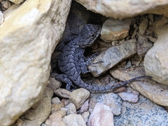 Sceloporus undulatus