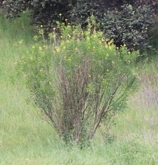Crotalaria