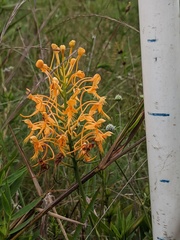 Platanthera ciliaris